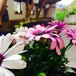Gasthof Zum Schupfen 3*